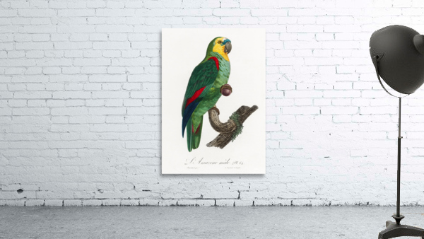 Turquoise-fronted parrot  Wall Preview