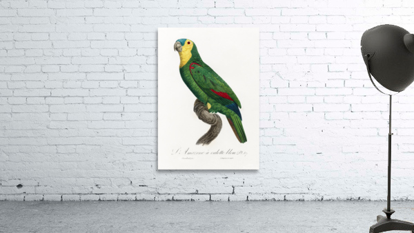 Blue-fronted amazon  Wall Preview