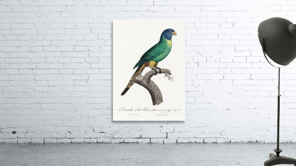 Blue-fronted amazon  Wall Preview