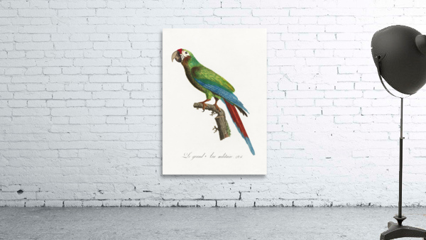 Buffons macaw  Wall Preview