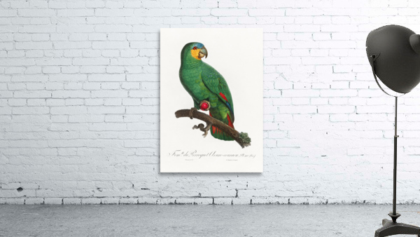 Loro guaro  Wall Preview