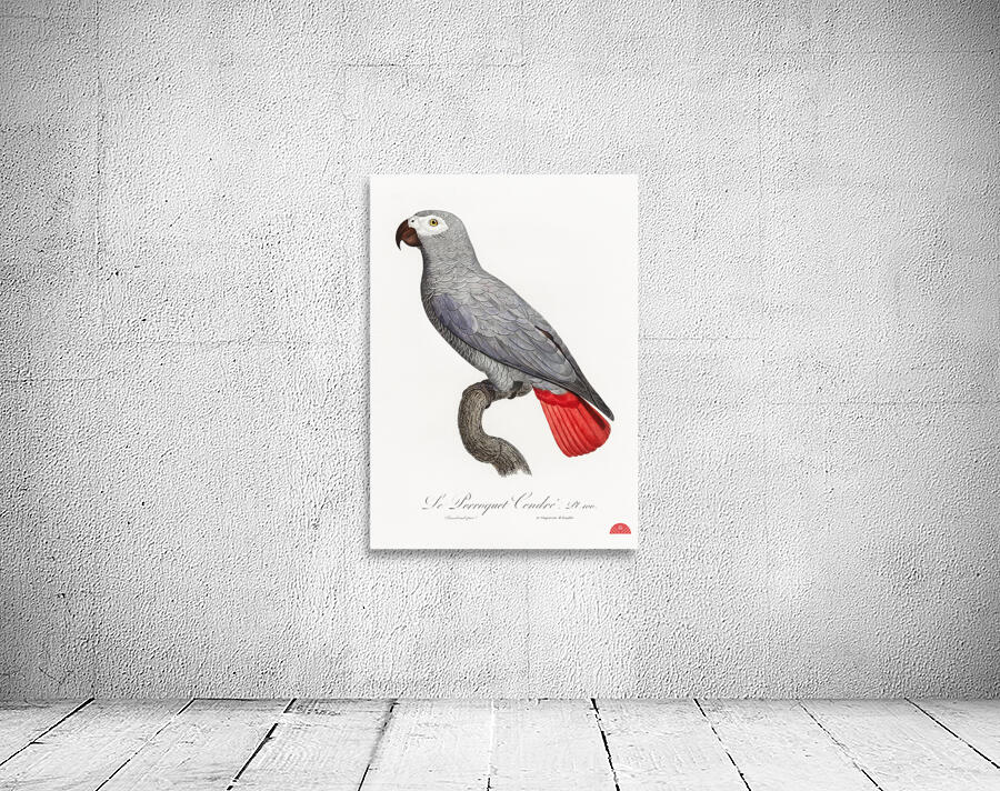 Congo grey parrot  Wall Preview