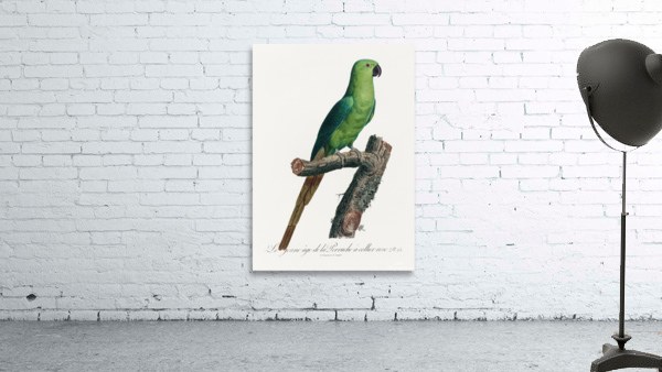 Ring-necked parakeet  Wall Preview