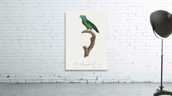 Tui parakeet  Wall Preview