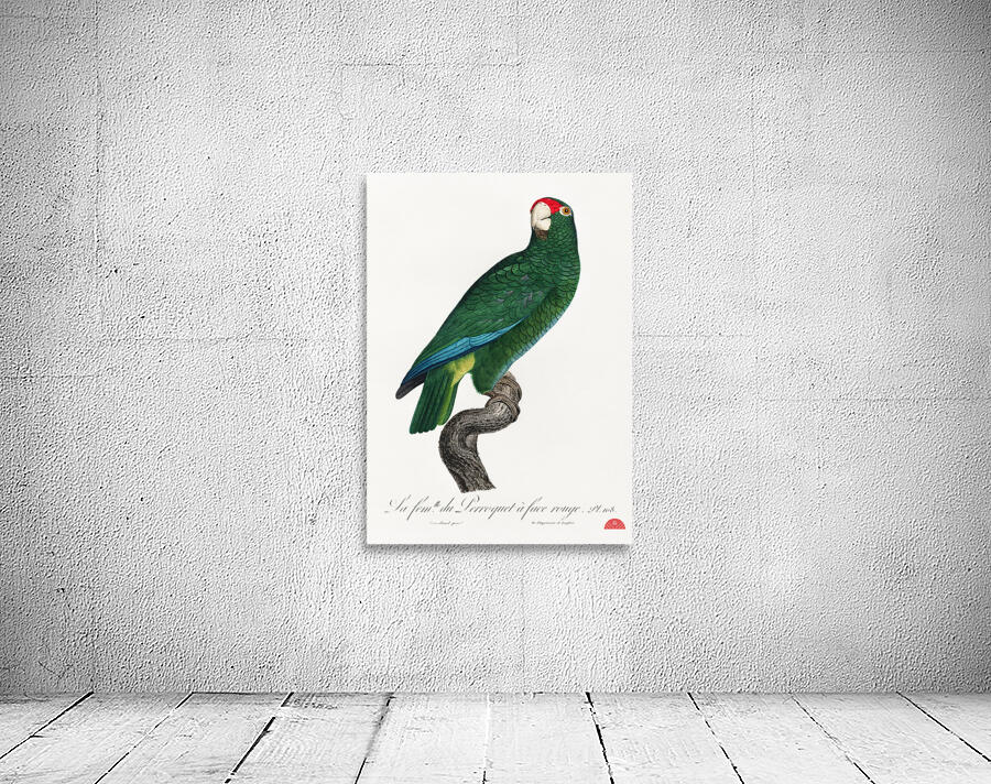 Rose-throated parrot  Wall Preview