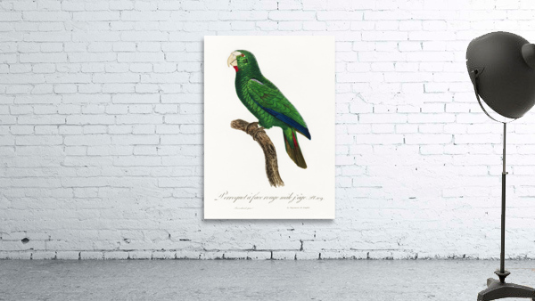 Cuban parrot  Wall Preview