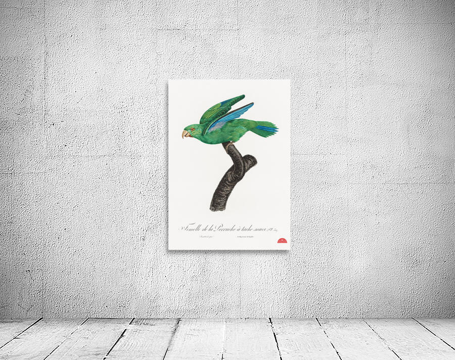 Marigold parakeet Wall Preview