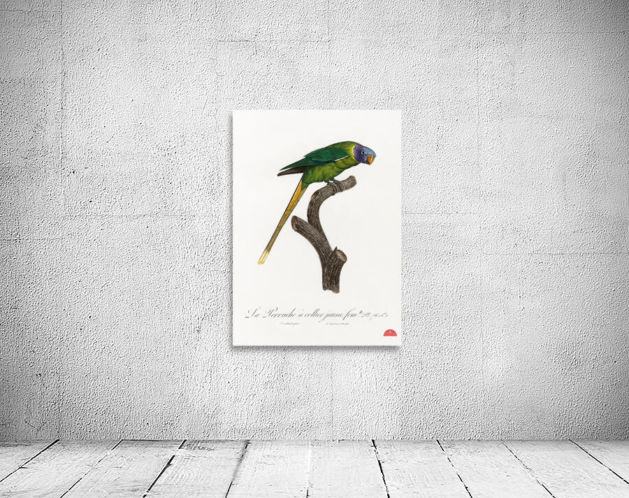 Plum-headed parakeet  Wall Preview