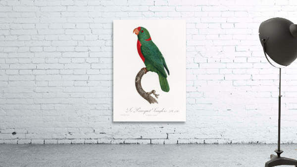 Jardines parrot  Wall Preview