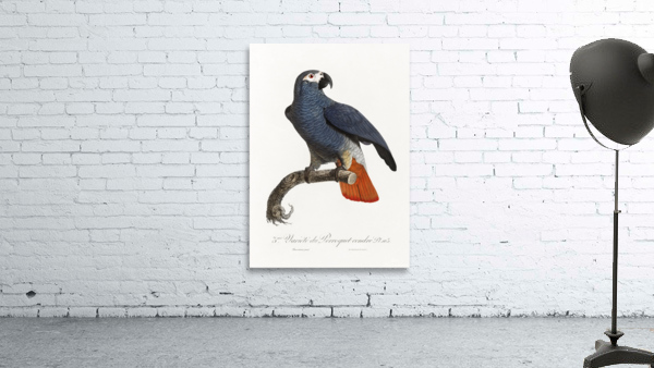 African grey parrot  Wall Preview