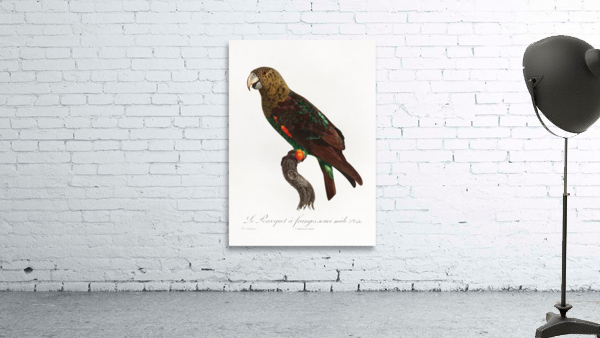 Uncape parrot  Wall Preview