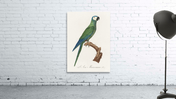 Red-bellied macaw  Wall Preview