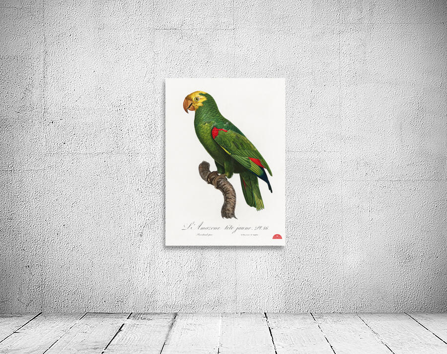 Yellow-crowned amazon  Wall Preview