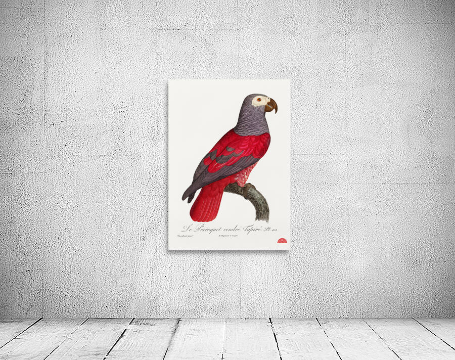 African grey parrot  Wall Preview