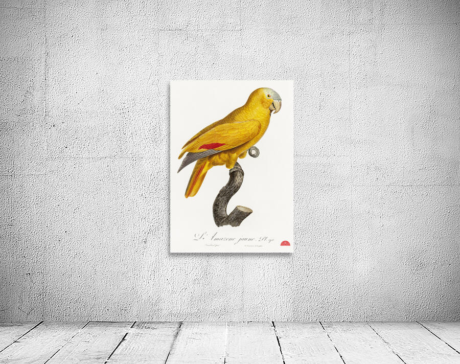 African grey parrot  Wall Preview