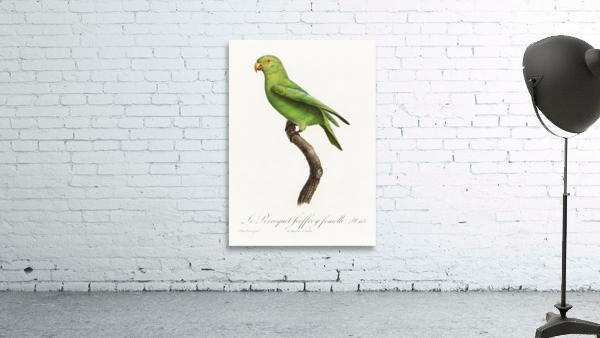 Red-cheeked parrot  Wall Preview
