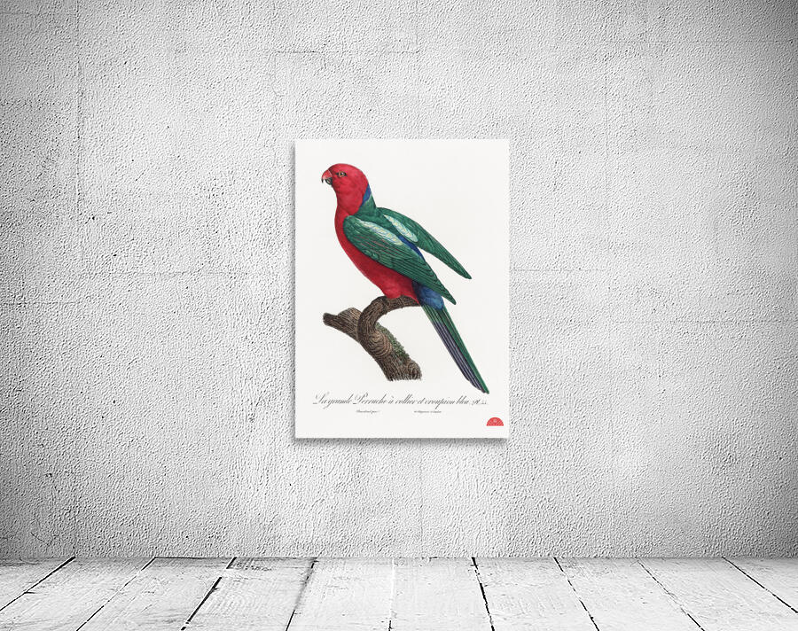 Australian king parrot  Wall Preview
