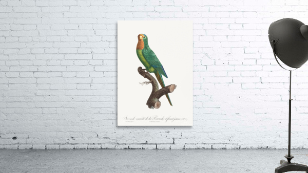 St Thomas conure  Wall Preview