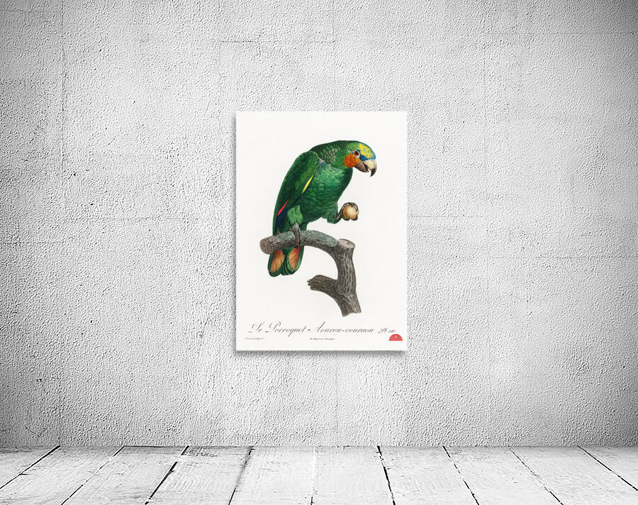 Orange-winged parrot  Wall Preview