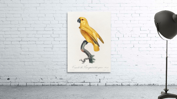 Rare yellow senegal parrot  Wall Preview