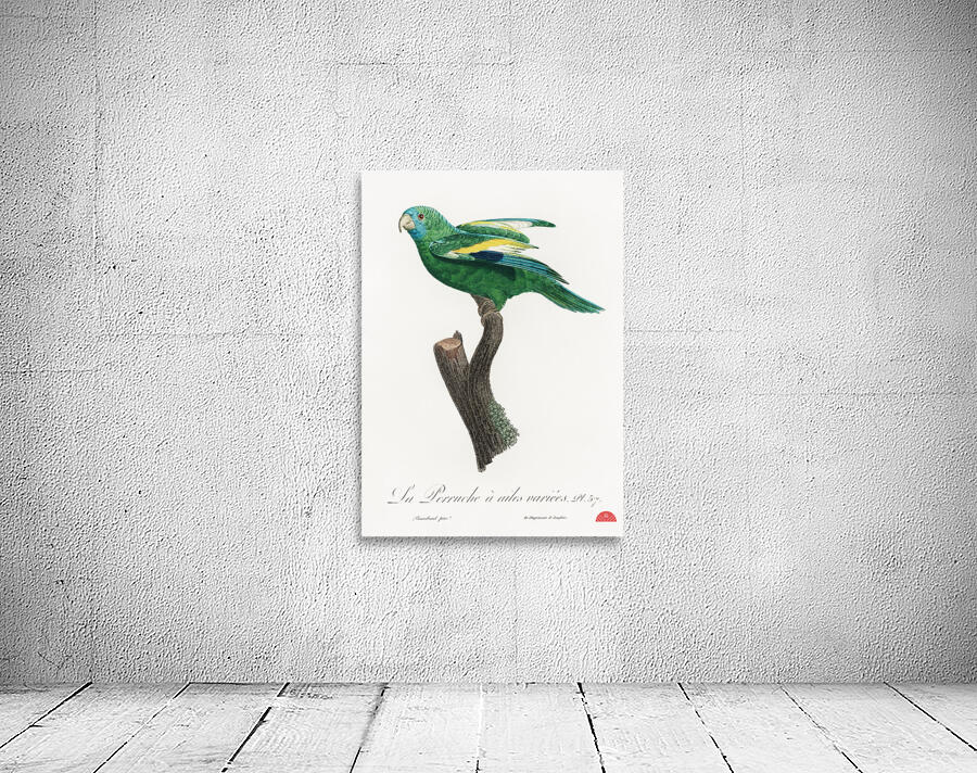 Canary-winged parakeet  Wall Preview