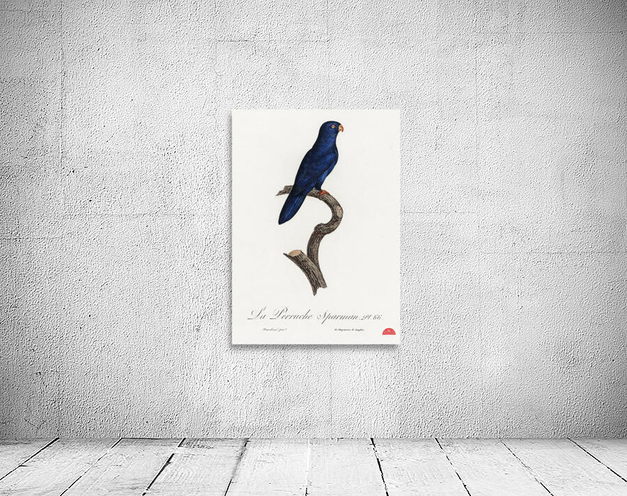 Sparman parakeet  Wall Preview