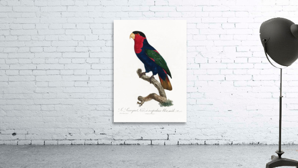 Western black-capped lory  Wall Preview
