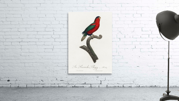 Pygmy parrot  Wall Preview