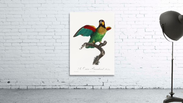 Orange-cheeked parrot  Wall Preview