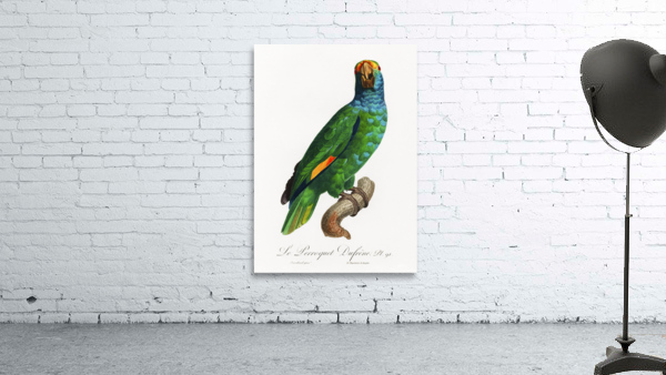 Dufresnes amazon  Wall Preview