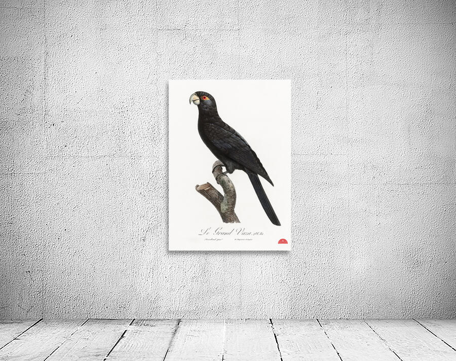 Greater vasa parrot  Wall Preview