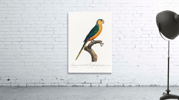 Yellow-fronted parakeet  Wall Preview