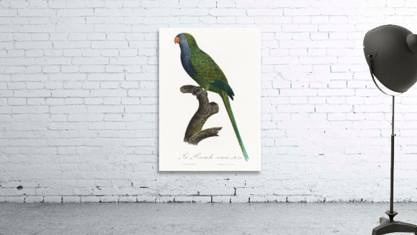 Quaker parrot  Wall Preview