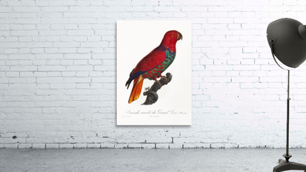 Eclectus parrot  Wall Preview