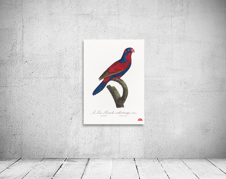 Red-and-blue lory  Wall Preview