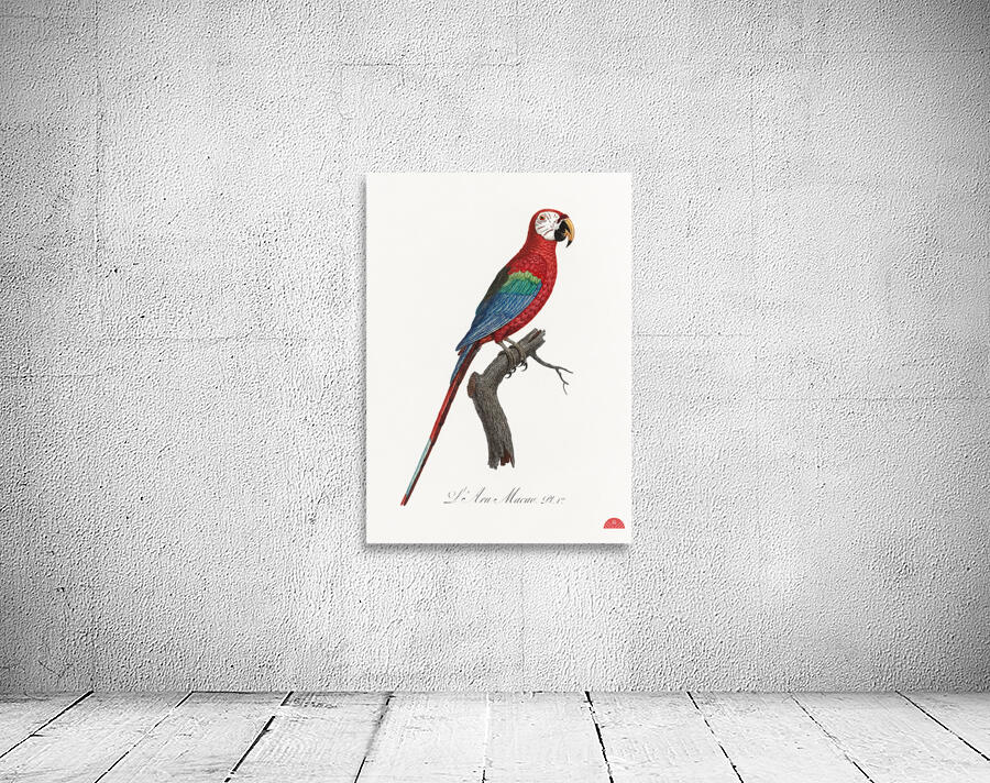 Scarlet macao  Wall Preview