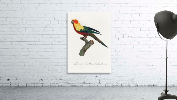 Sun parakeet  Wall Preview