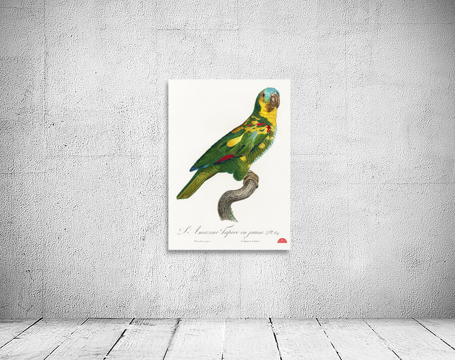 Blue-fronted amazon  Wall Preview