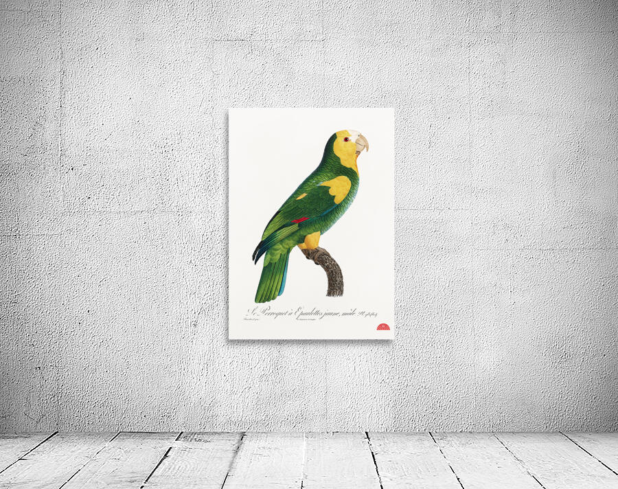 Yellow-shouldered amazon  Wall Preview