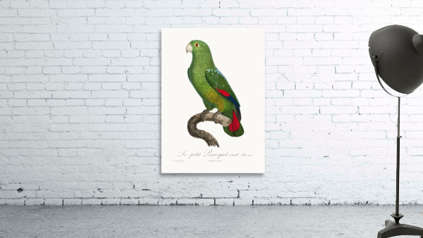 Black-billed amazon  Wall Preview