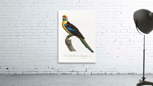 Crimson rosella  Wall Preview