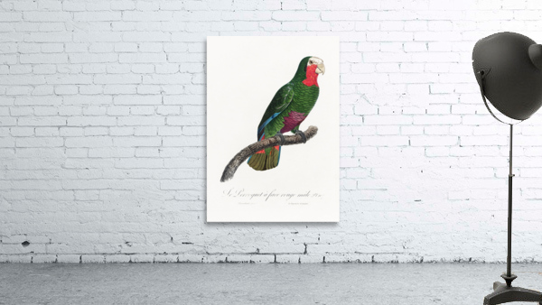 Rose-throated parrot  Wall Preview
