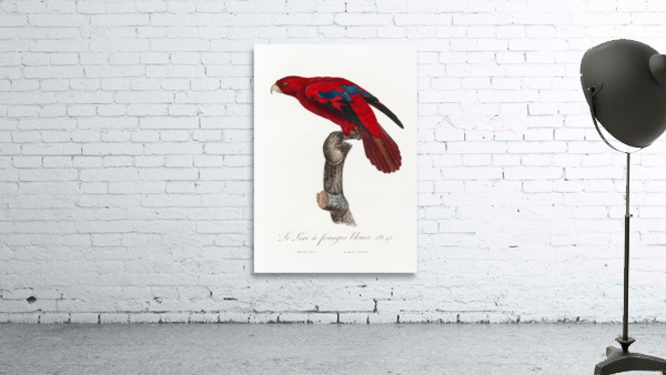 Red lory  Wall Preview