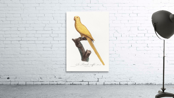 Lutino parakeet  Wall Preview