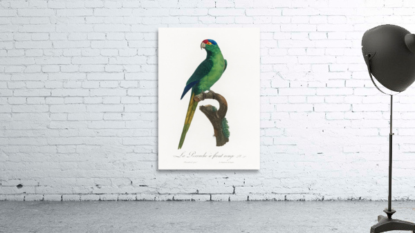 Red-fronted parakeet  Wall Preview