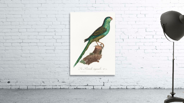 Ingambe parakeet  Wall Preview