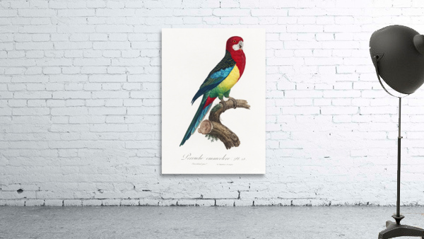 Eastern rosella  Wall Preview