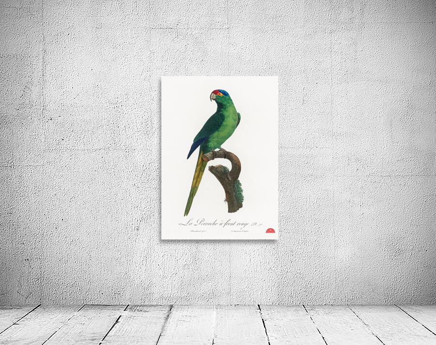 Red-fronted parakeet  Wall Preview