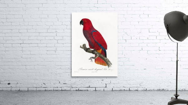 Eclectus parrot  Wall Preview