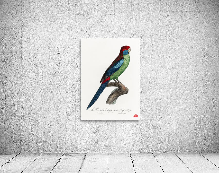 Broad-tailed parrot  Wall Preview